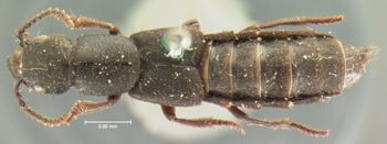 Media type: image;   Entomology 7274 Aspect: habitus dorsal view